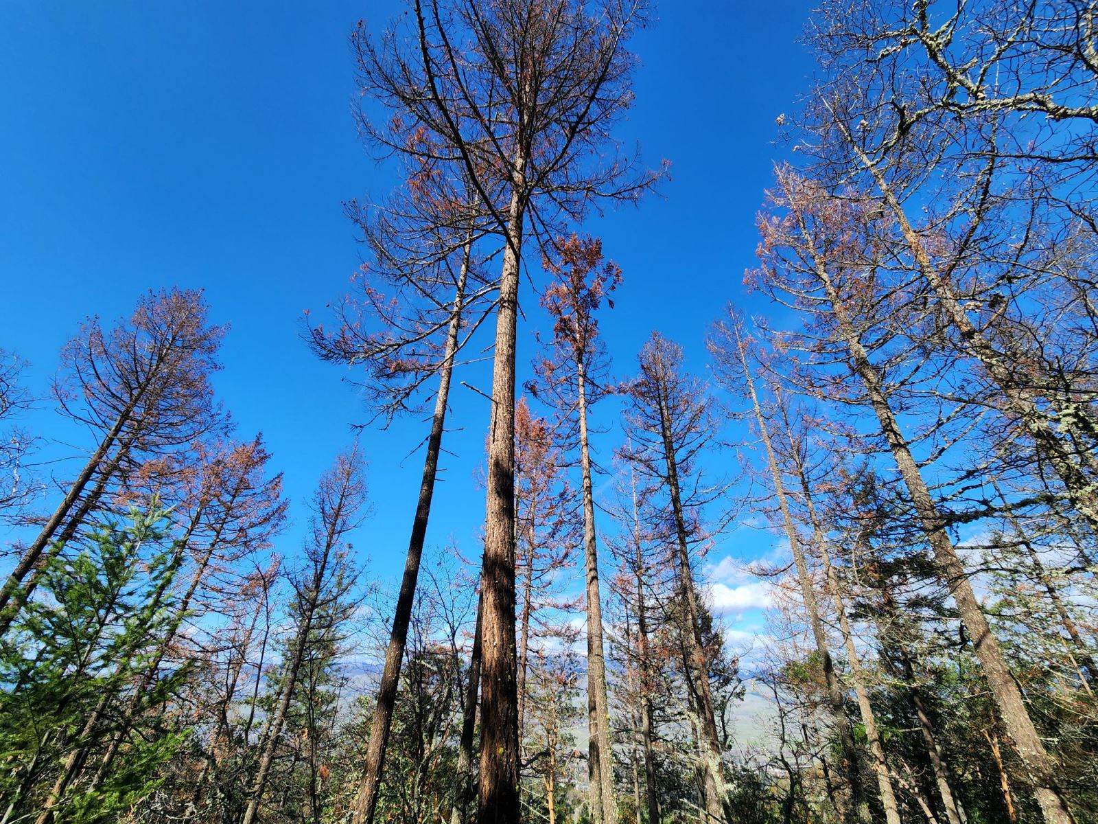 Dead trees in Siskiyou Mountain Park