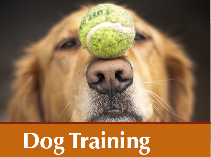 Dog Training 